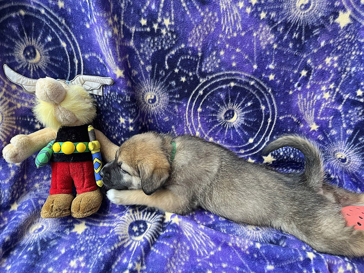 chinook puppy